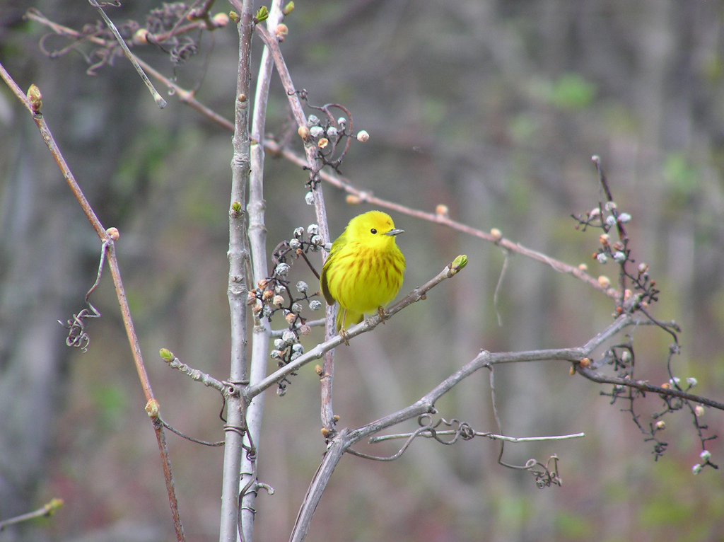 Yellow Worbler. Photo by Jon Clayton.