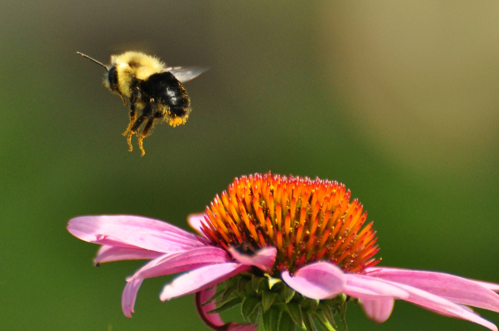 Bee on purple coneflower - Ontario limits use of neonicotinoids