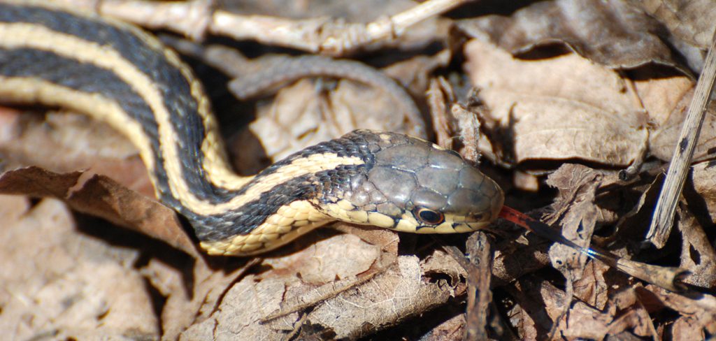 What Happens To Snakes In The Winter Credit Valley Conservation