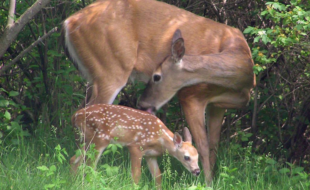A deer and her fawn. Photo credit: CVC’s Jon Clayton