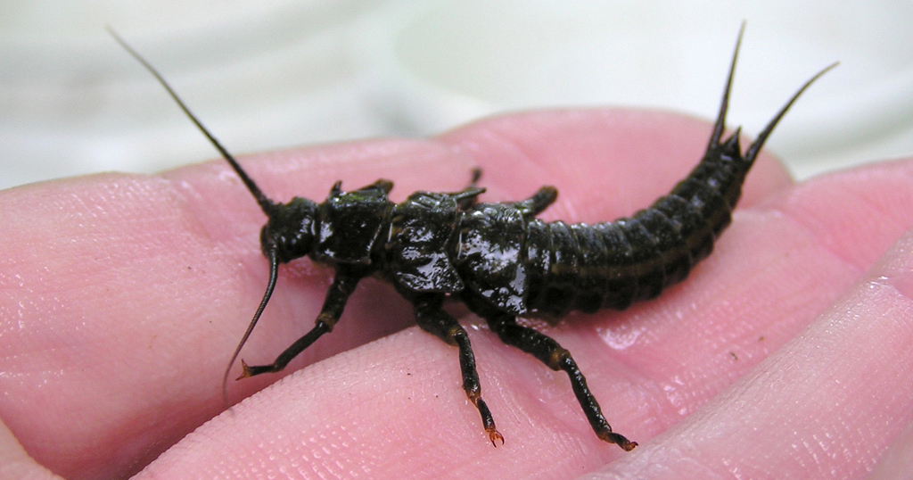 Stoneflies are a sensitive group of benthic macroinvertebrates that need cool, clean water to thrive.