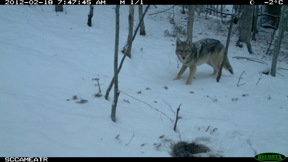 coyote on trail cam