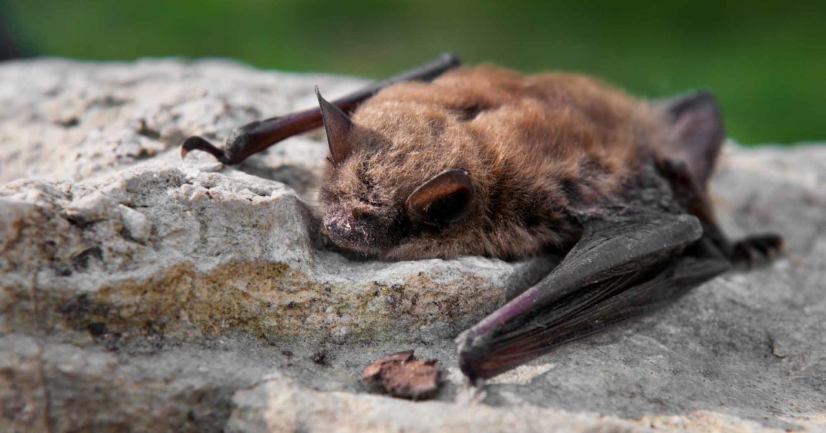 Little brown bat on rock.