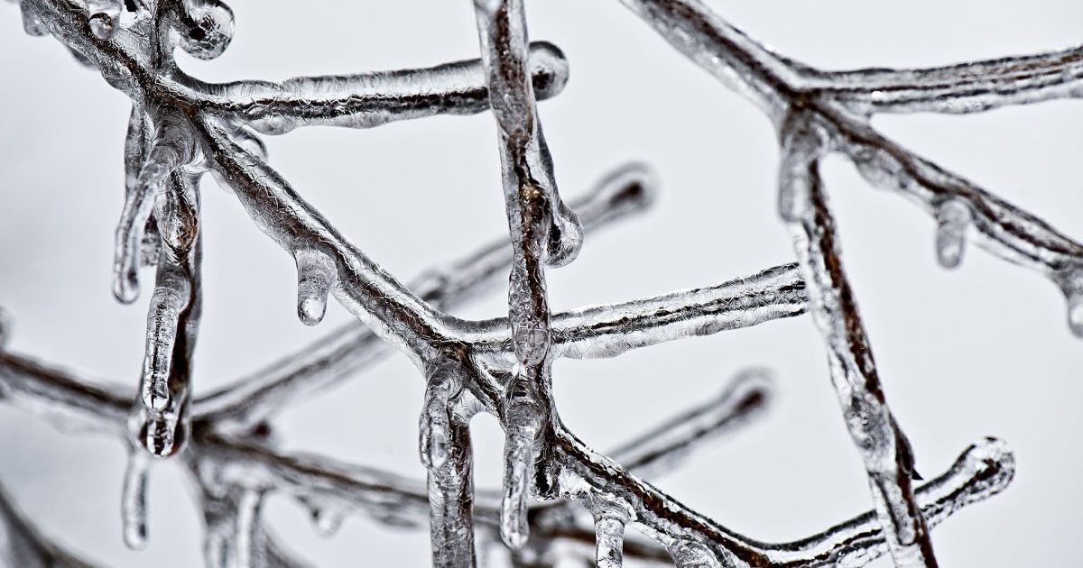 Ice on frozen branches