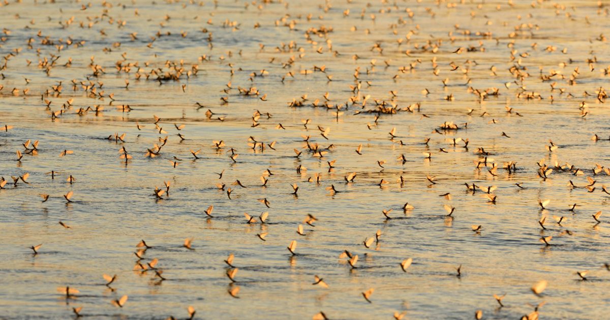 Thousands of long-tailed mayfly in sunset light