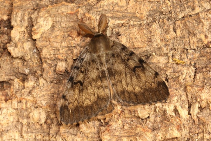 flckri.gypsy .moth