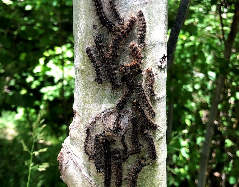 LDD moths on a tree trunk