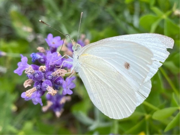 White butterfly on flower