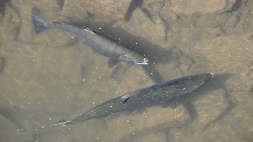 Two salmon in water