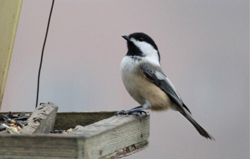 Black capped chickadee perched on a bird feeder