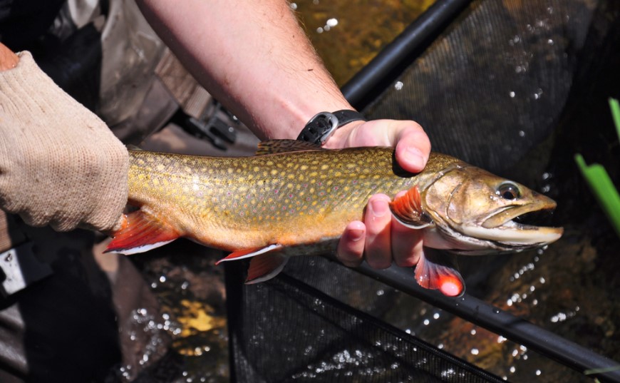 Hands holding brook trout