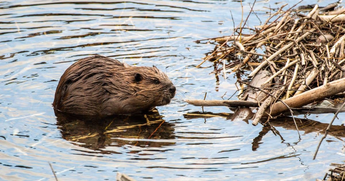 A beaver in water beside its dam.