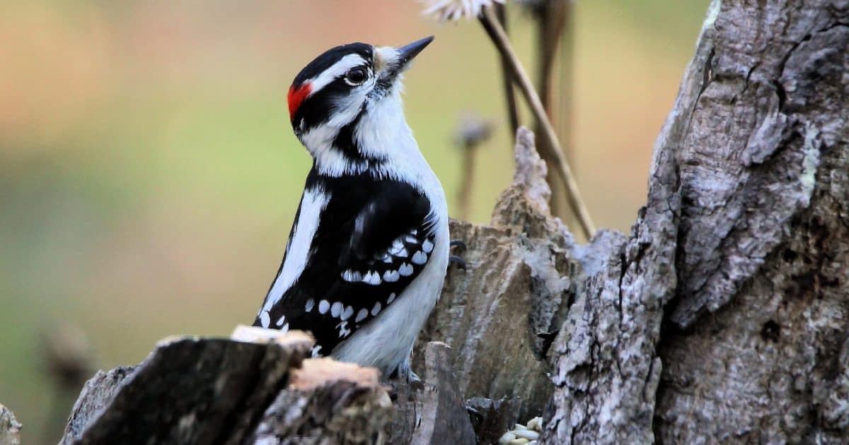 Downy woodpecker.