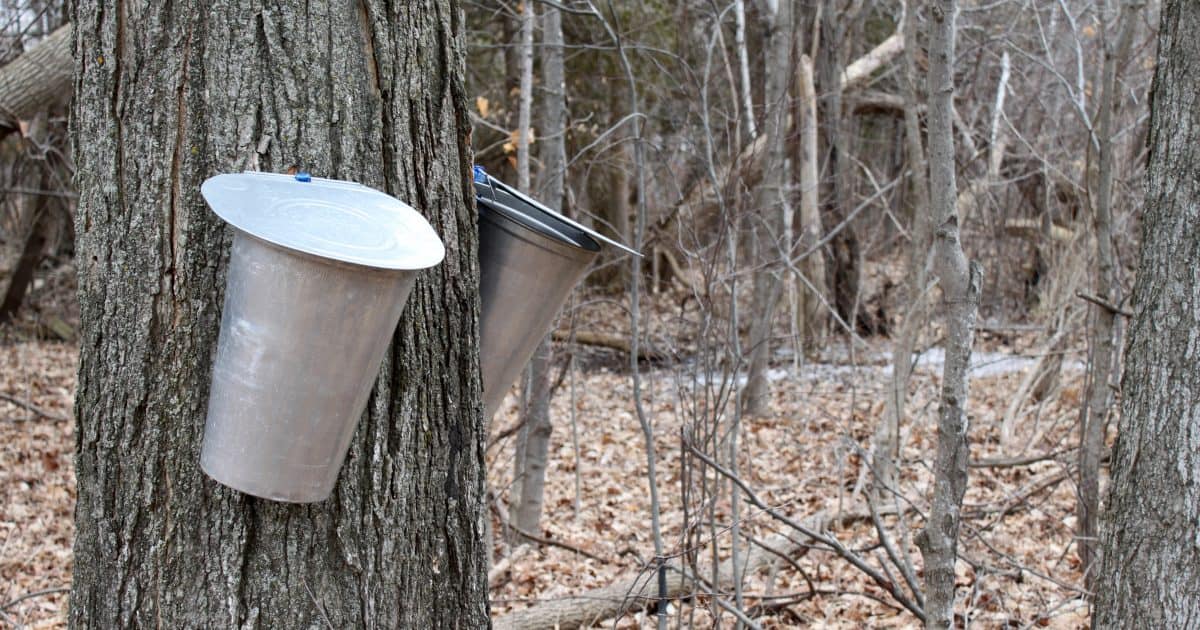 Bucket attached to sugar maple tree
