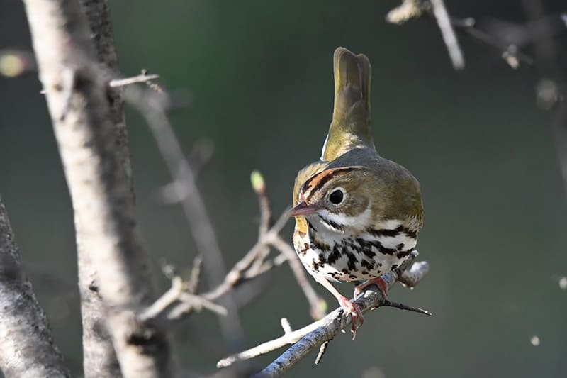 Ovenbird perched on a branch. Photo credit: Tim Kuntz.