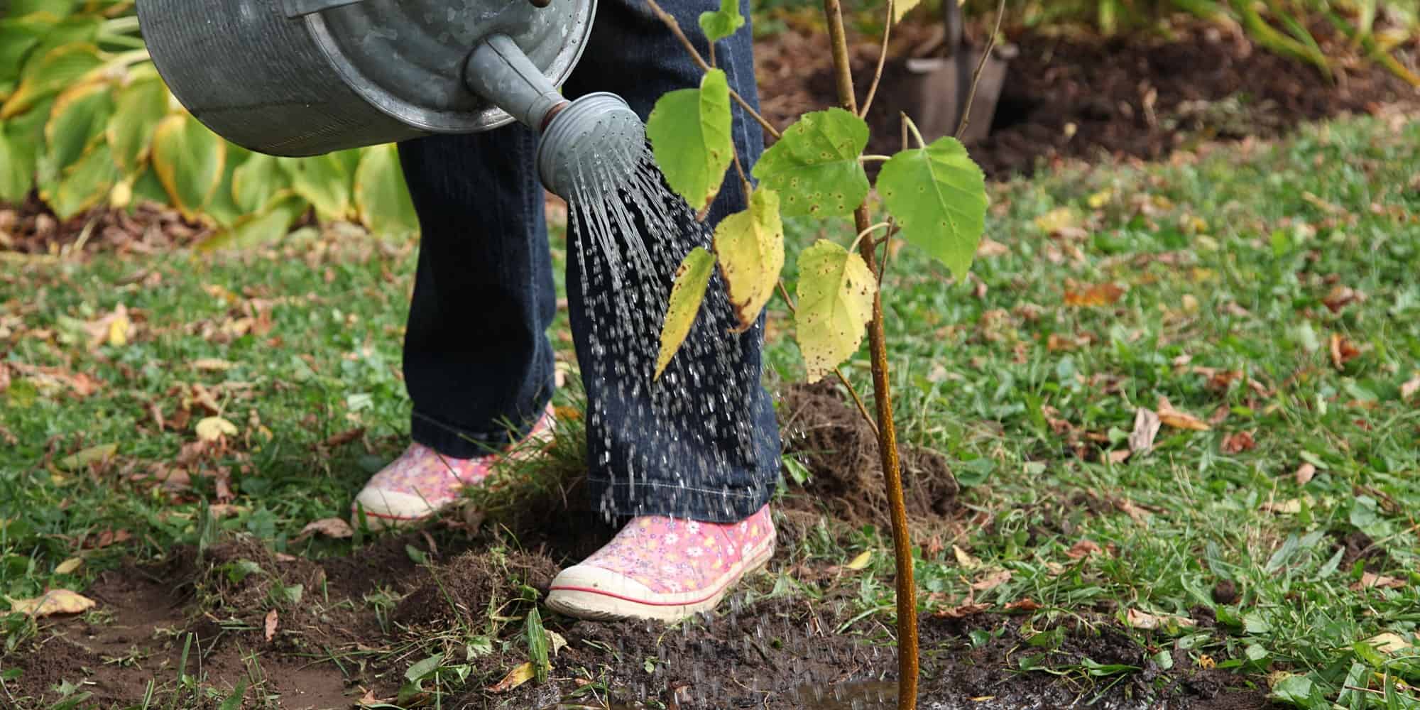 Person using watering can to water newly planted tree
