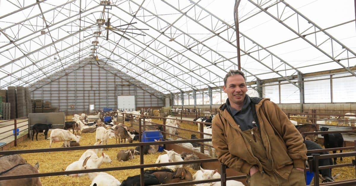 Farmer in barn with goats