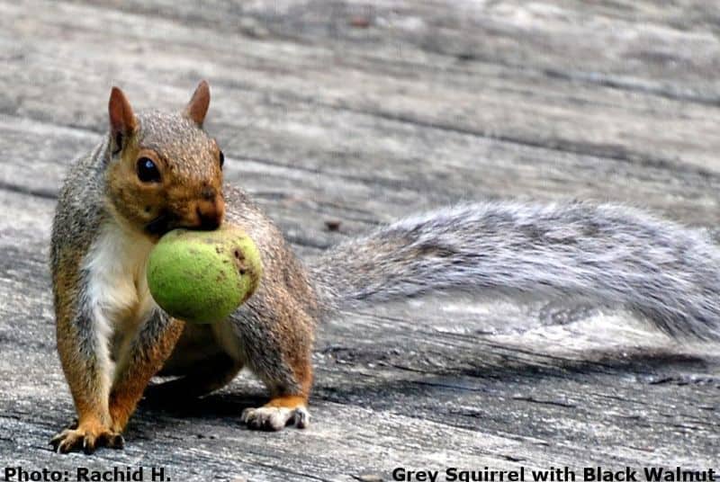 Squirrel with nut in its mouth
