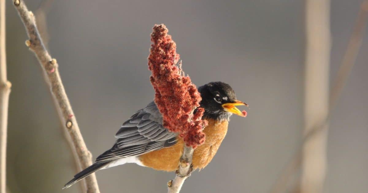 Robin snacking on staghorn sumac seeds