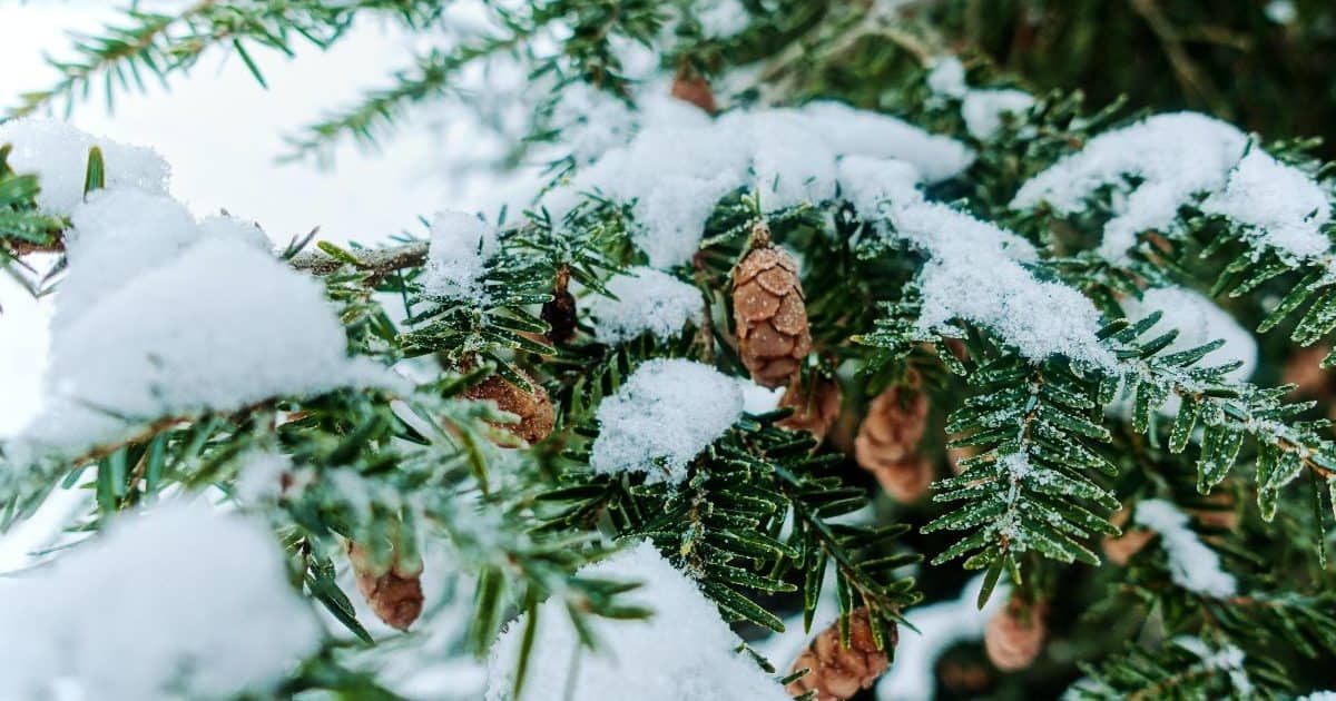 Pine tree branches covered in snow