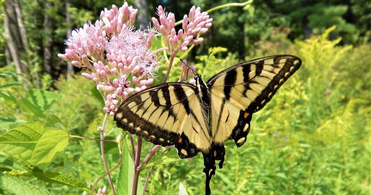 An eastern tiger swallowtail on spotted Joe pye weed