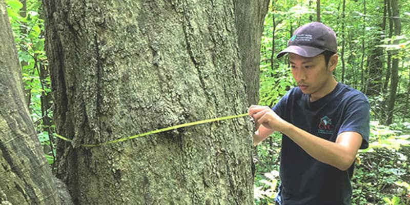 A CVC staff member taking measurements of the width of a large tree.