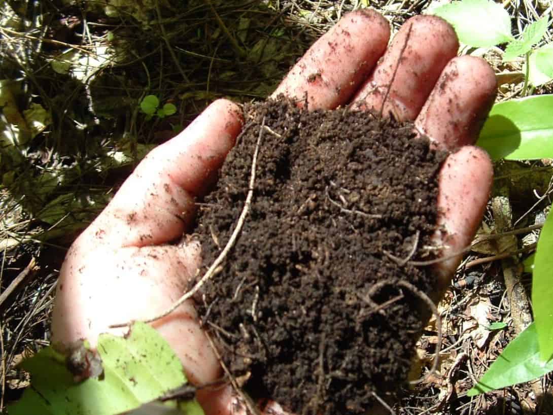 Soil in palm of hand