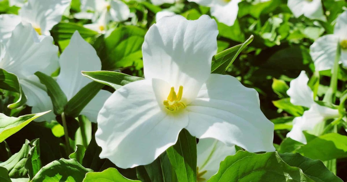 White trilliums in bloom