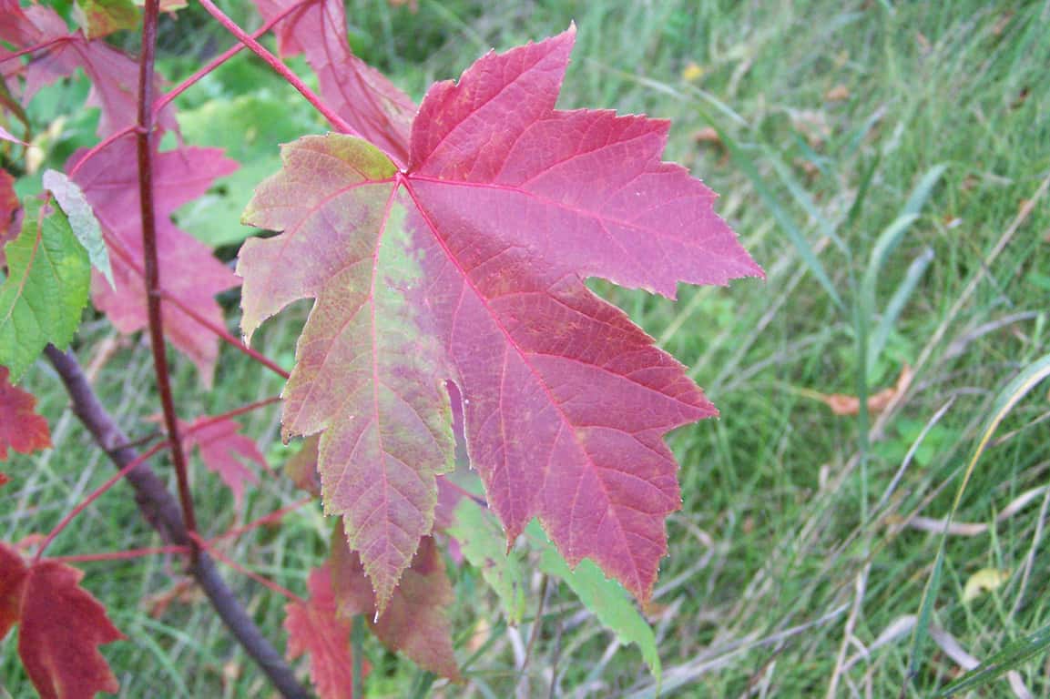 red tree leaf
