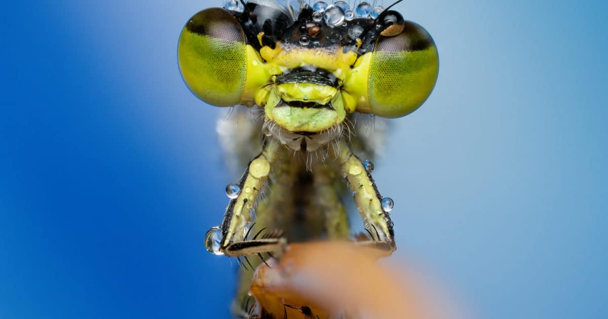 Close up of insect