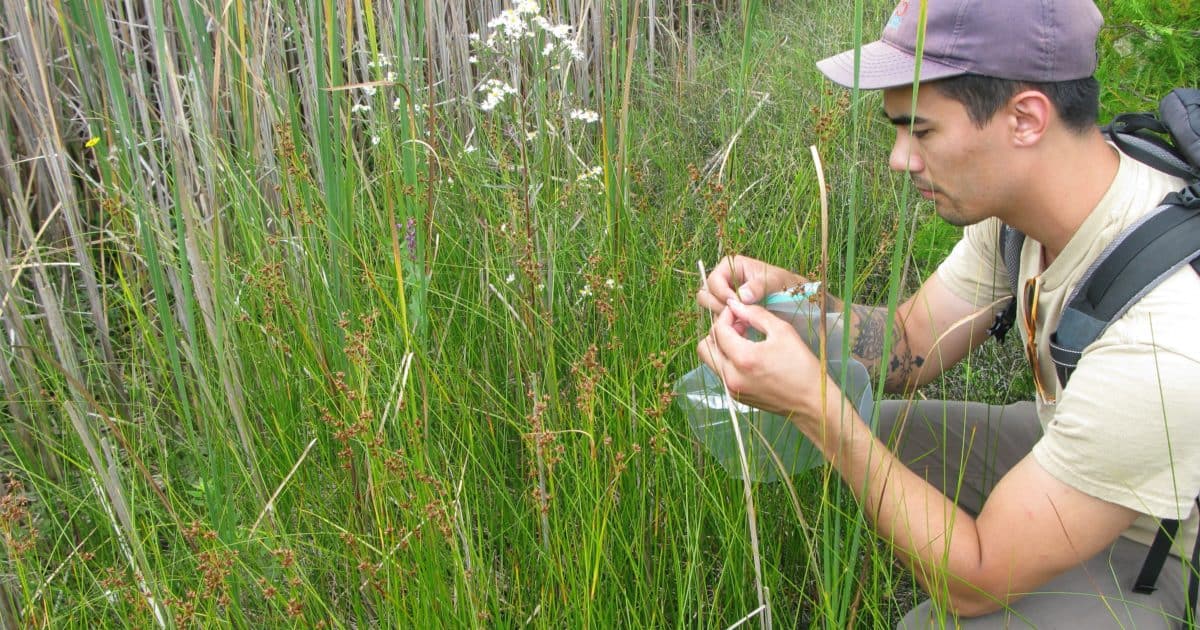 CVC monitoring staff studying different species in tall grasses.