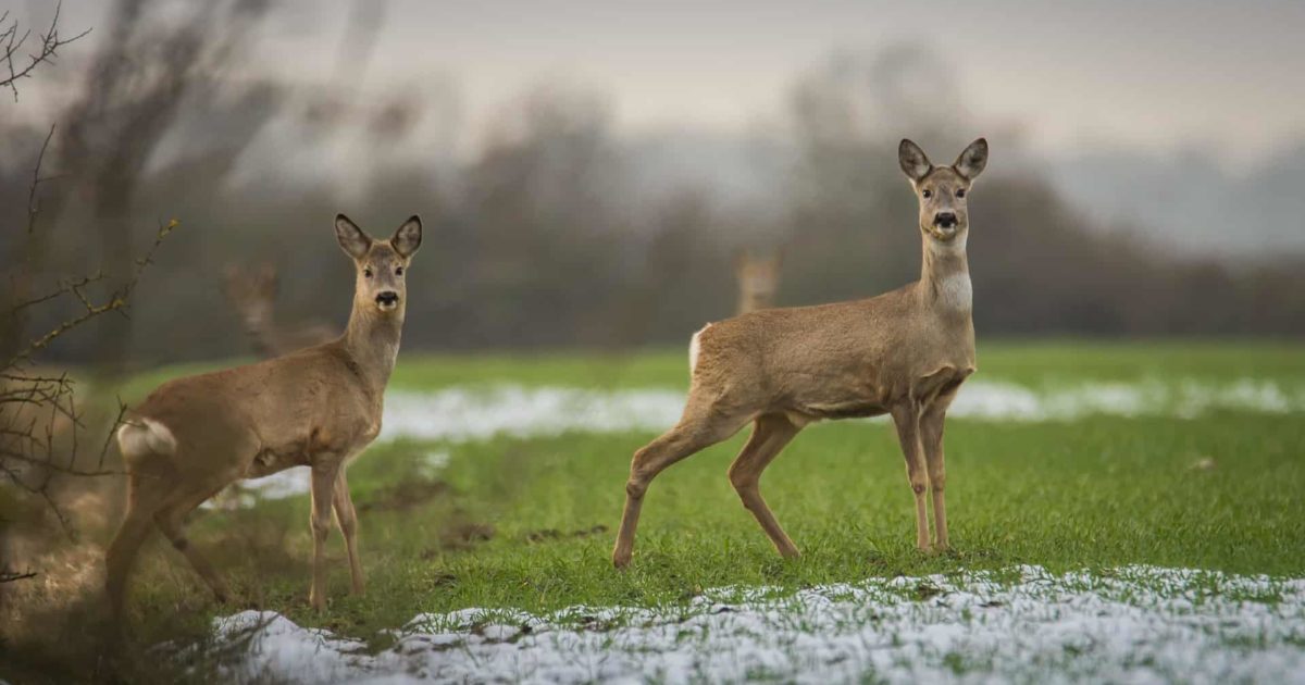 Two deer in a field