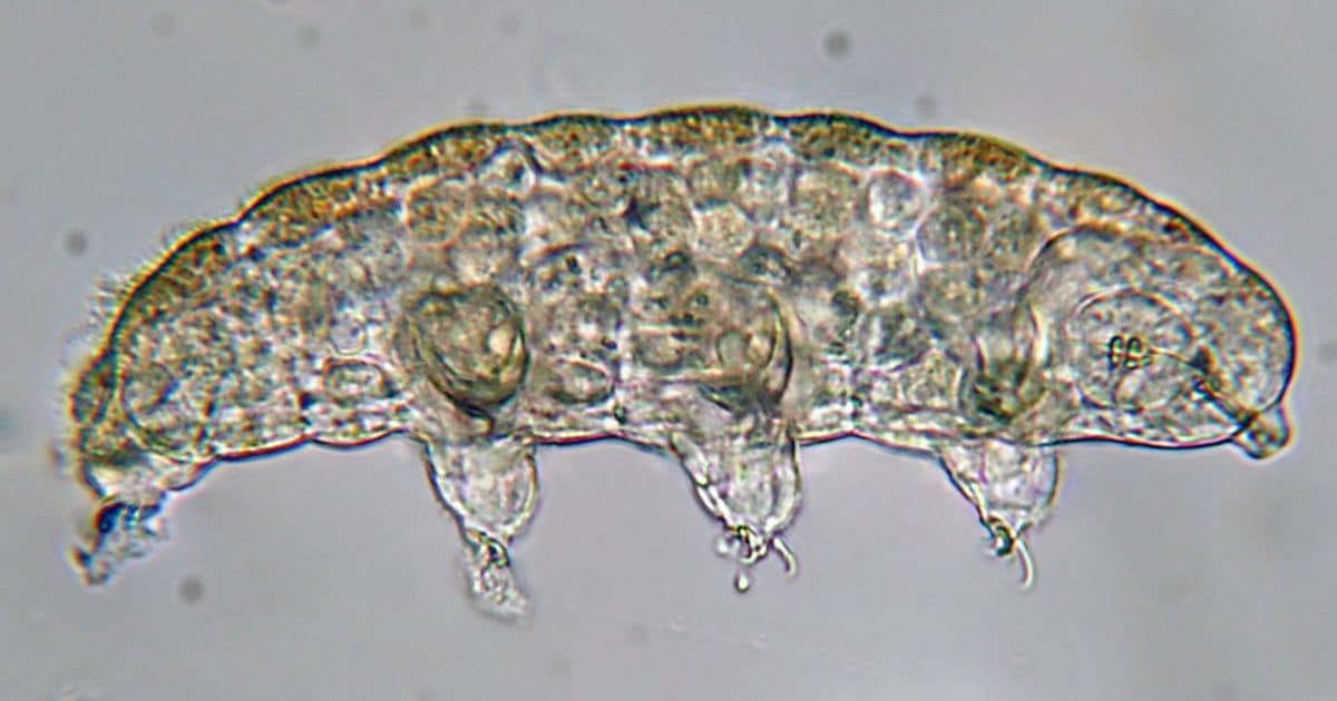 Tardigrade under a miscroscope