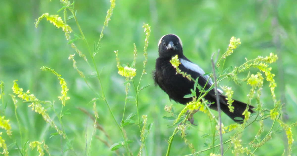 Bobolink perched on grasses in field