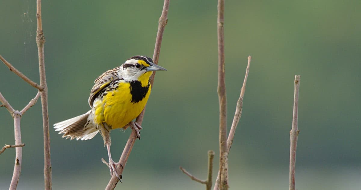 eastern meadowlark bird standing on branch