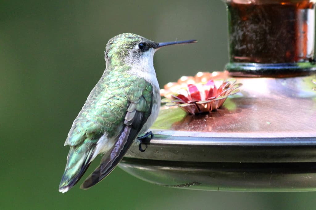 Hummingbird sitting on bird feeder