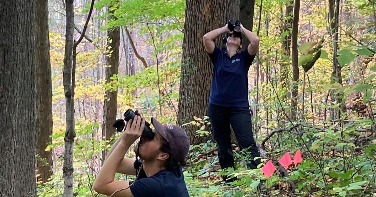 Two people using binoculars to look up into the trees