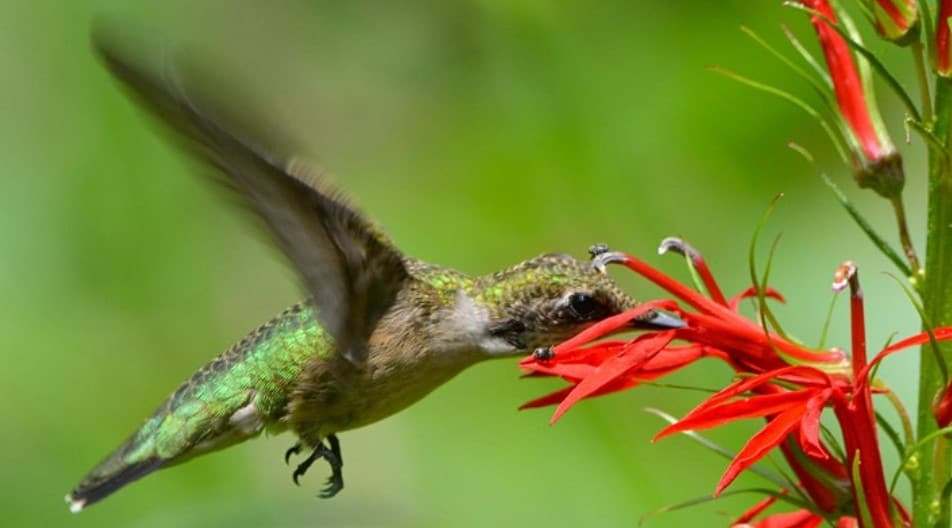 Hummingbird feeding from flower