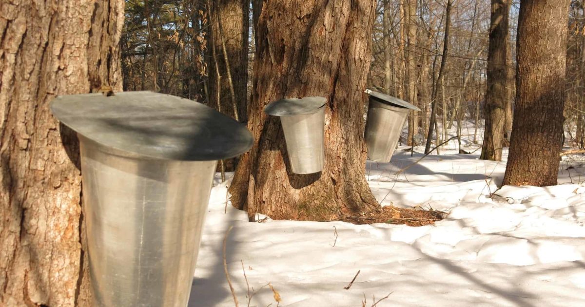 Maple syrup sap buckets on maple trees