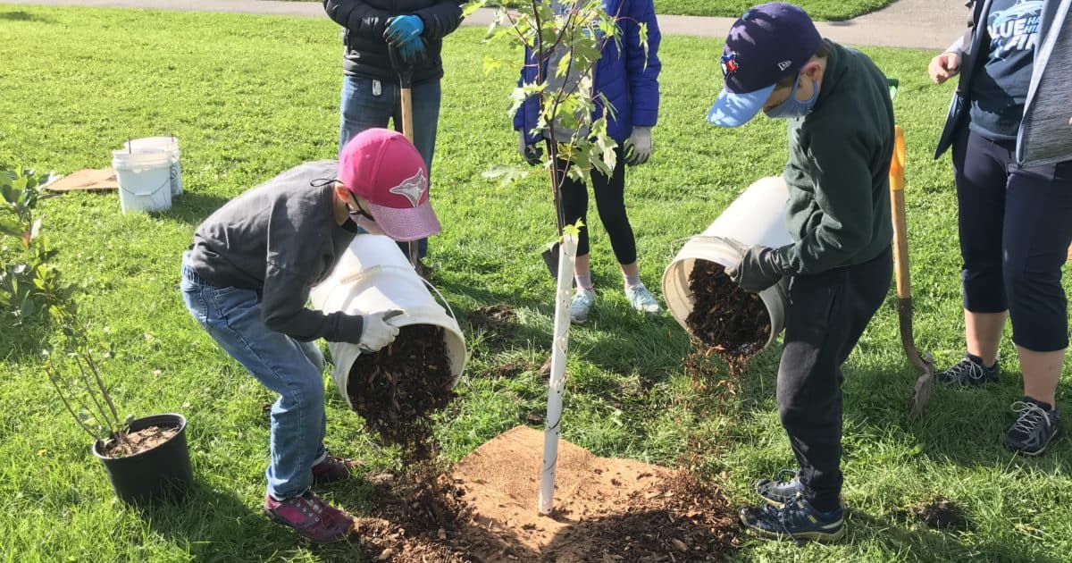 Children planting a tree, both pouring mulch at the base of the tree