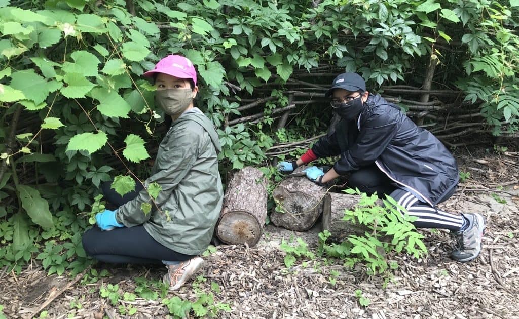 Two people removing invasive plants