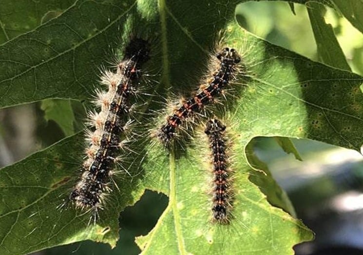 caterpillers eating a leaf