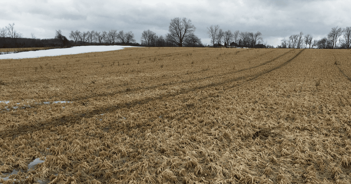 A dead oat cover crop provides excellent soil protection in early spring.