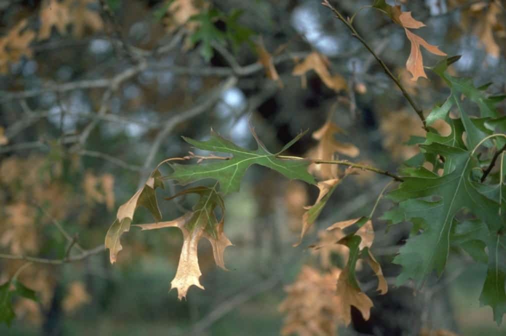 Tree leaves loosing colour