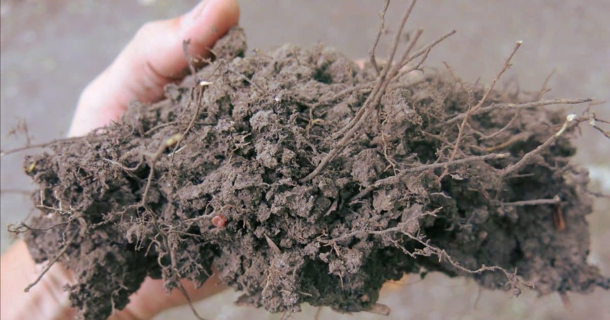 Lump of soil in hand