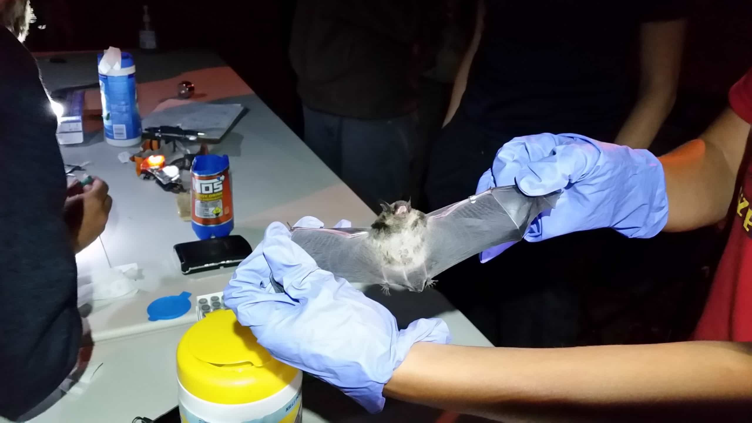 Holding a bat in a lab