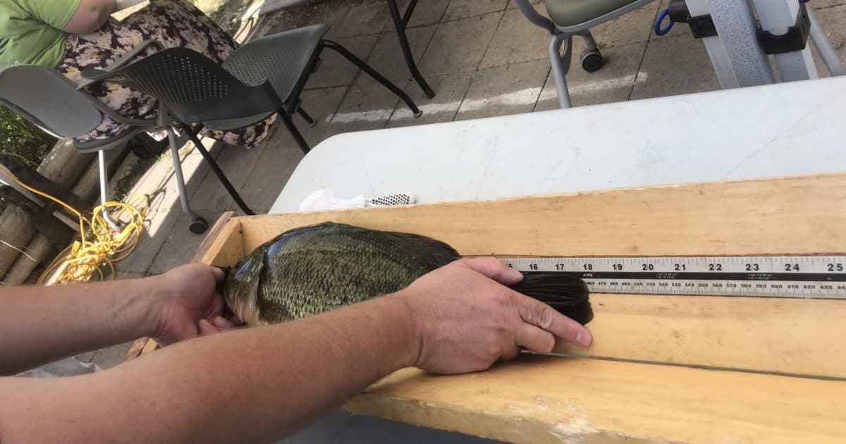 a fish being measured for its length