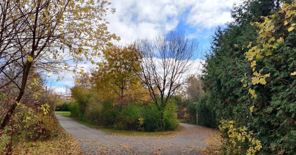 Park path with fall colours