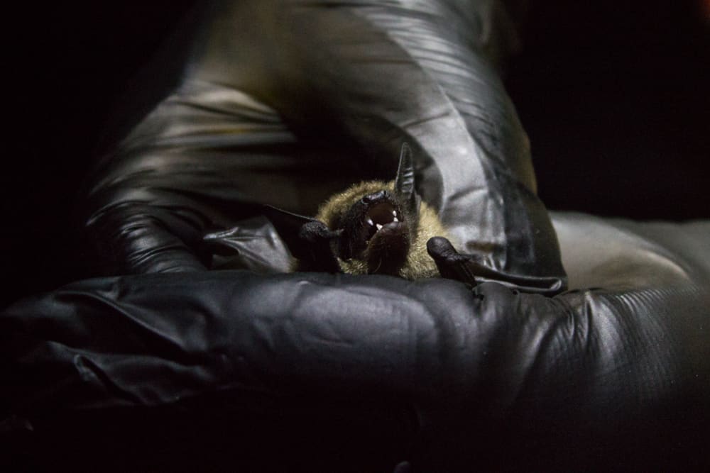 Bat held by a researcher.