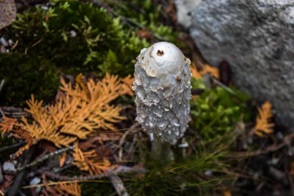 White mushroom on forest floor